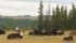 Man. gov’t wants more cattle in province
