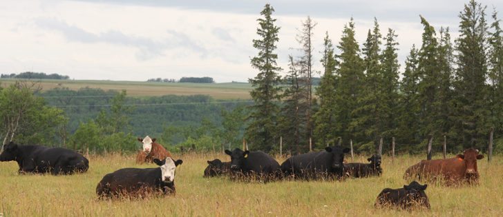 Man. gov’t wants more cattle in province