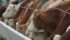 Canada has regained its beef market to Taiwan after being shut out since February 2015 when a case of BSE was discovered in an Alberta cow. | File photo