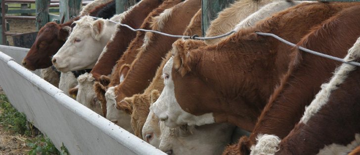 Canada has regained its beef market to Taiwan after being shut out since February 2015 when a case of BSE was discovered in an Alberta cow. | File photo