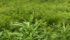 Agriculture Canada and Manitoba government experts confirmed in 2014 that two locations had kochia with resistance to glyphosate in the province's Red River Valley. | File photo