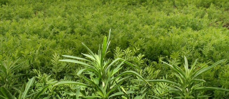 Agriculture Canada and Manitoba government experts confirmed in 2014 that two locations had kochia with resistance to glyphosate in the province's Red River Valley. | File photo