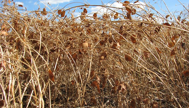 Getting desiccant down to lentils' stems is critical to ensuring a good flow into the combine and a high quality sample into the bin. | file photo