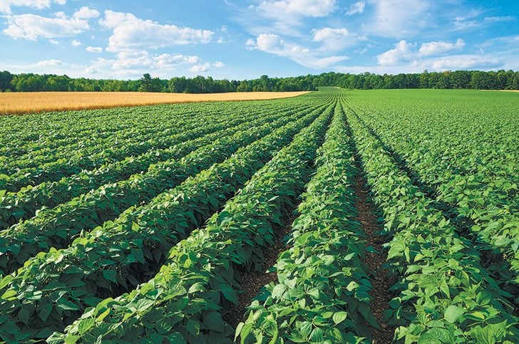 Reduced export sales, along with reduced demand for french fries in North America, forced potato processors to reduce production contracts.  |  Getty images photo