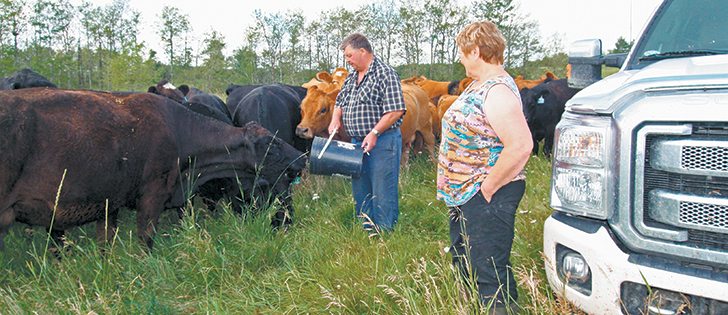 Barry Chescu, with his wife, Glenda, feed some chop to cattle at the Twin Brae Simmentals farm near Inglis, Man.  |  Karen Morrison photo