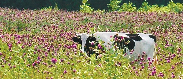 A Holstein cow wanders amid a field in southern Manitoba overgrown with flowering thistle plants. While it makes for a pretty photo, not all cattle are trained to eat this meal. It’s easier for the cows to consume when the plants are young and not as spiked and thorny.  |  Jeannette Greaves photo