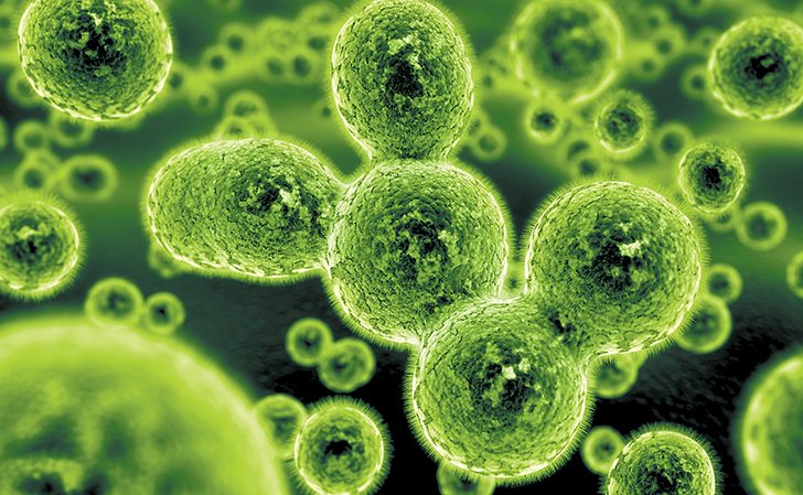 A new vaccine uses mycobaterium cell wall fraction technology to activate an animal’s immune response to E.coli.  |  Getty illustration