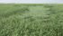 Rain and wind caused lodging in many crops, such as this spring wheat, July 12. | William DeKay photo