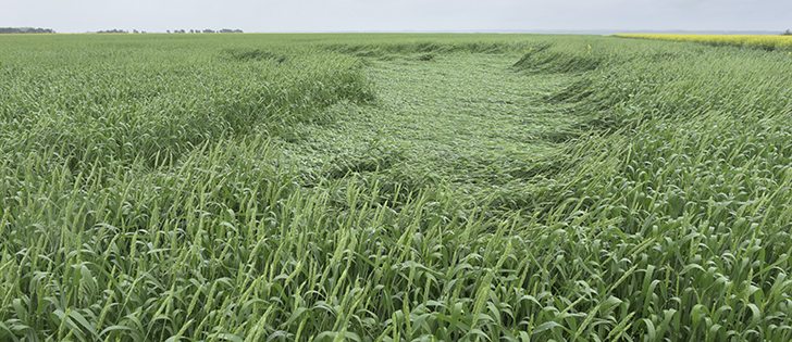 Rain and wind caused lodging in many crops, such as this spring wheat, July 12.  |  William DeKay photo