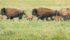 Veterinary researchers at the University of Saskatchewan have successfully produced the world’s first bison calves using in vitro fertilization. | William DeKay photo