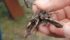Oscar Anderson, agricultural fieldman for the Municipal District of Ranchland, shows how a weevil damages the roots of houndstongue. It spends most of its life cycle in the plant as egg larva and pupae and overwinters in the soil. | Barb Glen photo