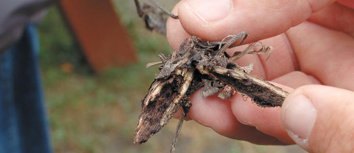 Oscar Anderson, agricultural fieldman for the Municipal District of Ranchland, shows how a weevil damages the roots of houndstongue. It spends most of its life cycle in the plant as egg larva and pupae and overwinters in the soil. | Barb Glen photo