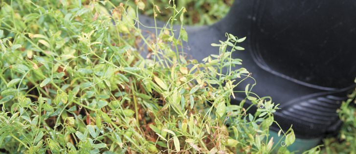 Examining a Saskatchewan lentil field requires rubber boots.    |  D'Arce McMillan photo