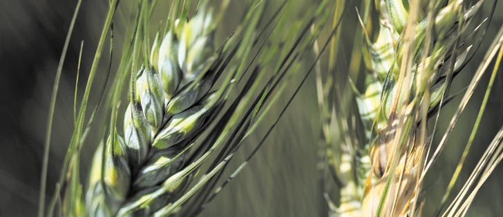 High moisture is causing fusarium in wheat this year and also in durum, raising concern about crop quality.  |  Michael Raine photo