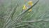 Big yield potential is not limited to the United States. Many prairie farmers have dense stands of canola, but they worry how the harvest will develop as repeated rains encourage disease and stress plants. | D’Arce McMillan photo