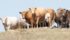 Cattle prices are down from last year and calf prices are not attractive enough to encourage Canadian producers to increase herds. | File photo