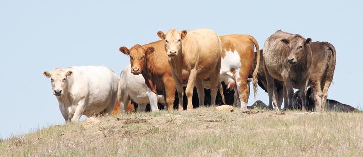 Cattle prices are down from last year and calf prices are not attractive enough to encourage Canadian producers to increase herds. | File photo