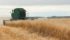 Western Canada, primarily growers in Manitoba and Saskatchewan, produces most of the oats in North America and is the major supplier to food manufacturers like General Mills. | File photo