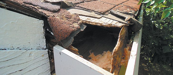 A mother raccoon chewed her way into this home before giving birth in its attic. Animal damage is not covered by home insurance.  |  Ken Gartner, Animal Damage Control and Wildlife Specialist photo