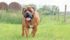 A South African Boerboel male patrols the fence line at Deb and Willy Malcolm’s cattle farm near Pine River, Man. The playful, well muscled pups are too heavy to lift by six months old. | Karen Morrison photo