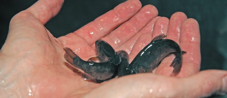A handful of baby trout wiggle in Max Menard’s hands. These fish were hatched at Smoky Trout Farm near Red Deer and are sold to customers to stock ponds, dugouts and private lakes. | Barbara Duckworth photo