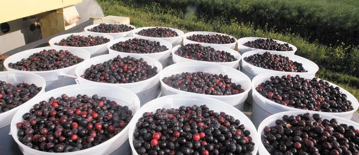 Saskatoons and other fruit, such as cherries, raspberries and strawberries, were ripe two to three weeks ahead of their usual time. | File photo
