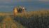 A harvester makes its way through a field on the Jensen farm.
Corn is then trucked to the sorting area. | Barb Glen photo