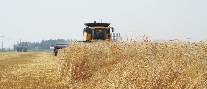 Fusarium head blight has taken its toll on durum, prompting growers to switch to fall cereals or spring wheat varieties that can handle excess moisture and are more resistant to the disease.  |  File photo