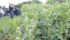 Producers attending the Wheatland Conservation Area field day in Swift Current, Sask., saw fababean plots that are thriving with the abundance of moisture. | Karen Briere photo