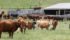 None of the 12 member countries have ratified the TPP deal, however if the United States says no, the entire agreement could die, the CCA foreign trade committee was told during the Canada Beef Industry conference held in Calgary Aug. 9-11. | File photo