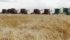 Combines operated by area farmers start to harvest the Taber Foodgrains Bank Growing Project wheat crop on Aug. 24 near Barnwell, Alta. | Barb Glen photo