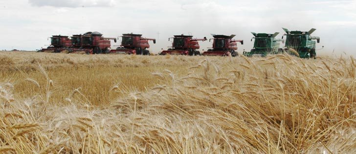 Combines operated by area farmers start to harvest the Taber Foodgrains Bank Growing Project wheat crop on Aug. 24 near Barnwell, Alta. | Barb Glen photo