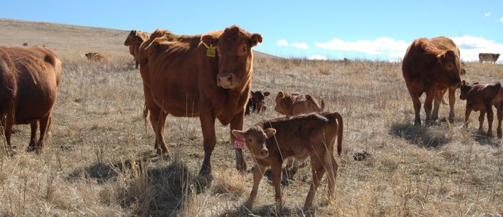 The Statistics Canada livestock inventory report released today reported growth in the cattle and hog sectors but a decline for the sheep business. | File photo