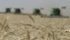 On Tuesday Statistics Canada found that Western Canadian farmers have less canola and more wheat coming, or at least that was the situation at the end of July when it did its major crop production survey. | File photo
