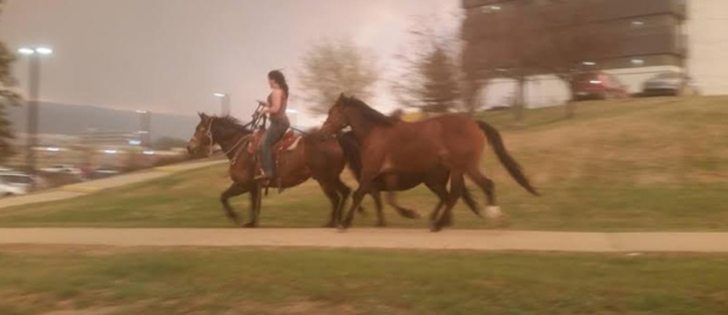 Karley Kenny rides a horse and leads two others away from the Fort McMurray blaze in Alberta. | Twitter photo