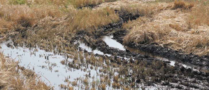Farmers in parts of east central Saskatchewan are swathing in saturated fields, resulting in deep ruts and stuck equipment. This wheat field is near Canora.  |  Karen Briere photo