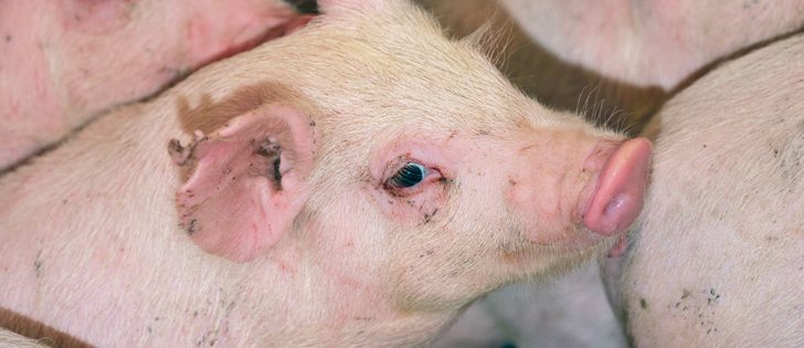 Weaker hog prices are on the way but many producers have already hedged some production at higher prices available earlier this year.  |  File photo