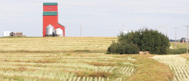 Statistics Canada pegs the canola crop at 17 million tonnes, while the trade pegs it at 18 million tonnes. | Robin Booker photo