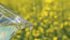 Canola futures were $450 per tonne at the start of August and rallied to around $470 near the end of September. | File photo