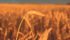 A Canadian International Grains Institute program aims to give foreign buyers of Canadian grain a better sense of how Canada’s system works and to establish better contacts between buyers and sellers. | File photo