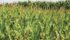 If DuPont does discover a drought tolerance trait for a warmer region such as Nebraska, the company could transfer the technology to shorter season varieties for Canada. | File photo