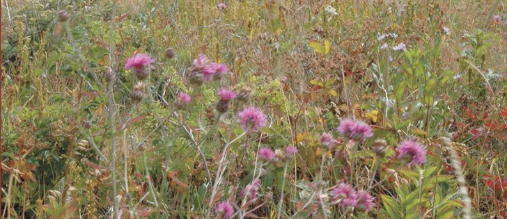 Spotted knapweed blooms are within sight of the Sherburne Reservoir in Montana’s Glacier National Park.
|  Barb Glen photo