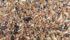 Ergot appears as hard black bodies in grain and affects grasses, wheat, barley, rye, triticale and oats. | File photo