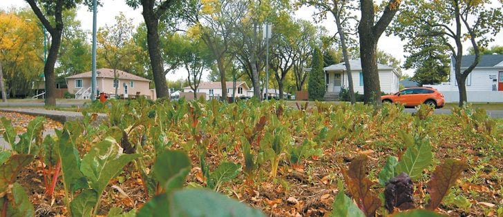 Farming in the city has its challenges with soil, shade and even traffic at times, but Josh Hellawell said it helps reconnect people with their food when they see it growing around them.  |  Barb Glen photo
