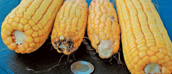 The yield difference between the irrigated and non-irrigated sections of this field was more than 150 bushels.  |  Jeffrey Carter photo
