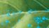Blue dye that shows up under ultraviolet light is added to water before application on cabbage leaves, which are difficult to wet. Without the adjuvant the water beads and runs off. | Loveland photo