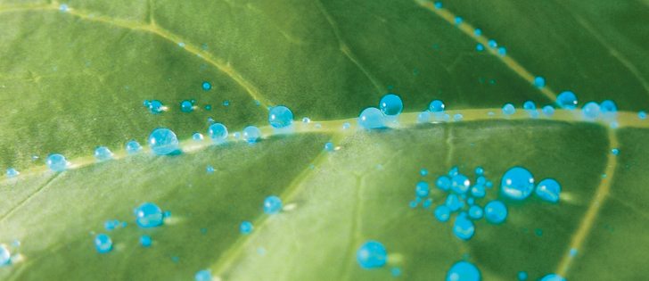 Blue dye that shows up under ultraviolet light is added to water before application on cabbage leaves, which are difficult to wet. Without the adjuvant the water beads and runs off.  |  Loveland photo