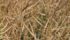 Alternaria seems to affect some canola hybrids after frost. | Thom Weir photo