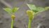 Scientists have shown that plants can communicate with other plants and can sense their surroundings using chemical signals. | File photo
