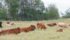 Many factors go into increasing beef productivity, including better genetics, humane animal handling and efficient feed management. | Getty images photo
